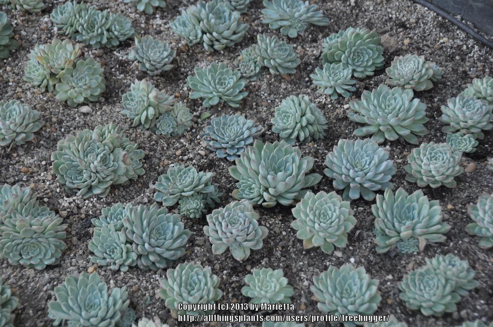 Photo of Mexican Snowball (Echeveria elegans) uploaded by treehugger