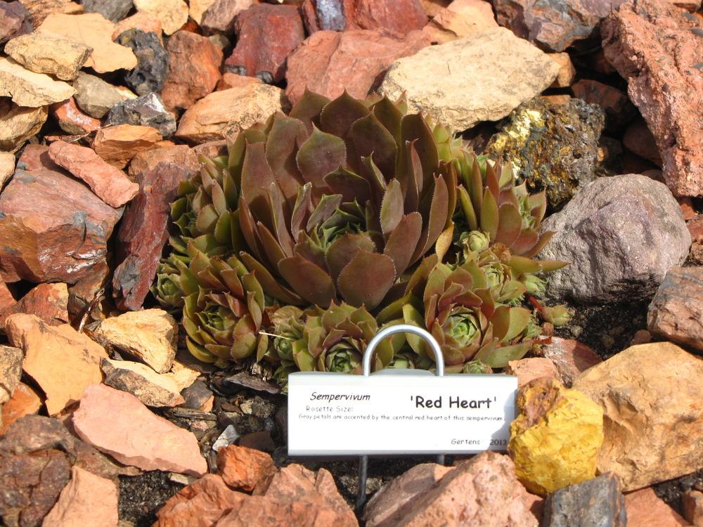 Photo of Hen and Chicks (Sempervivum 'Red Heart') uploaded by valleyrimgirl