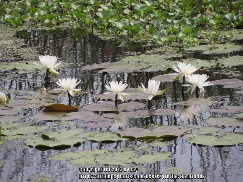 Photo of American White Waterlily (Nymphaea odorata) uploaded by Horntoad