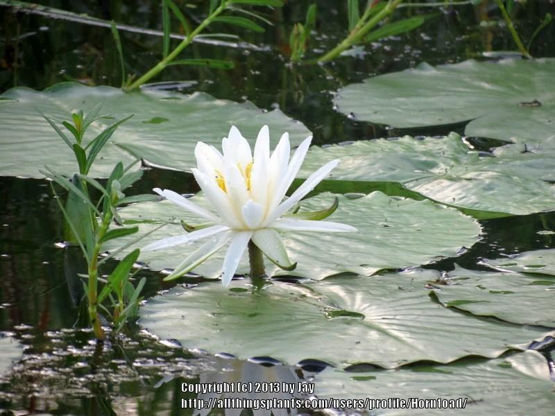 Photo of American White Waterlily (Nymphaea odorata) uploaded by Horntoad