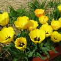 Tulip 'Beauty of Apeldoorn' for Beautiful Colors in Spring
