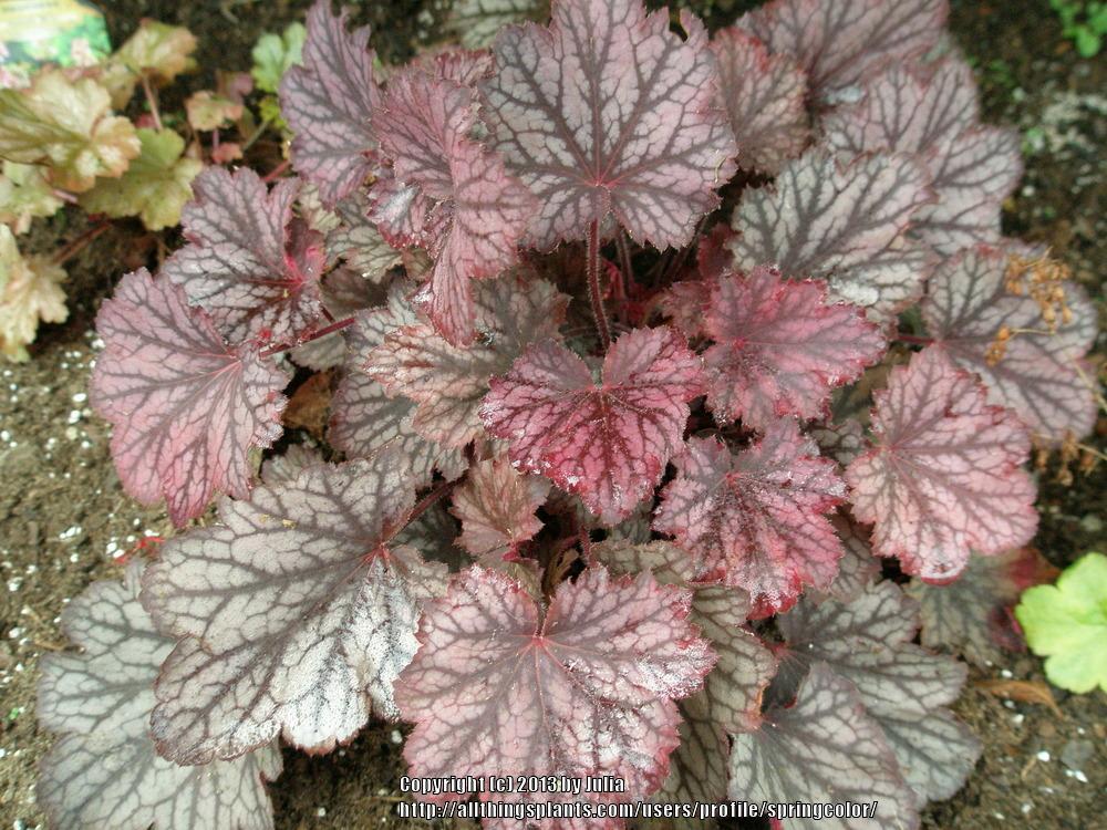 Photo of Coral Bells (Heuchera Little Cutie™ Frost) uploaded by springcolor
