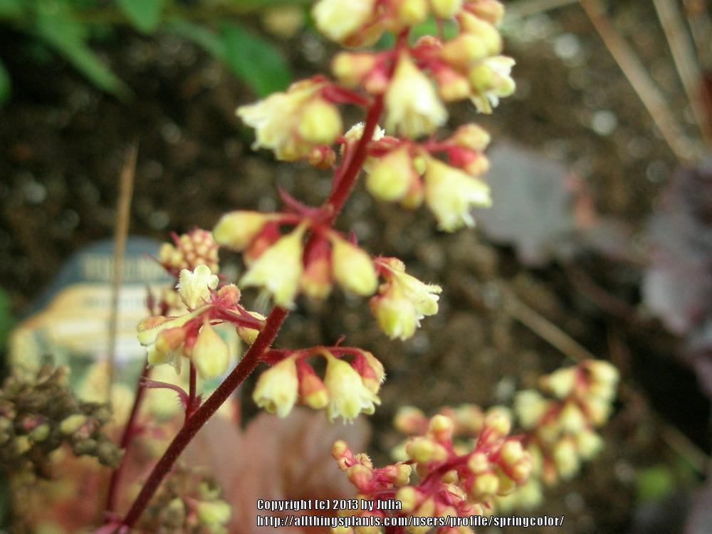 Photo of Coral Bells (Heuchera 'Blondie') uploaded by springcolor