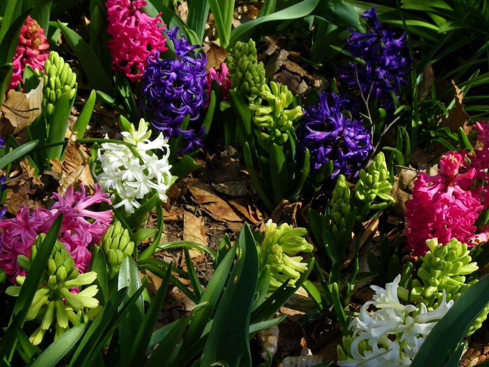 Photo of Hyacinth (Hyacinthus orientalis) uploaded by Newyorkrita