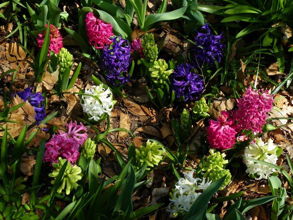 Photo of Hyacinth (Hyacinthus orientalis) uploaded by Newyorkrita