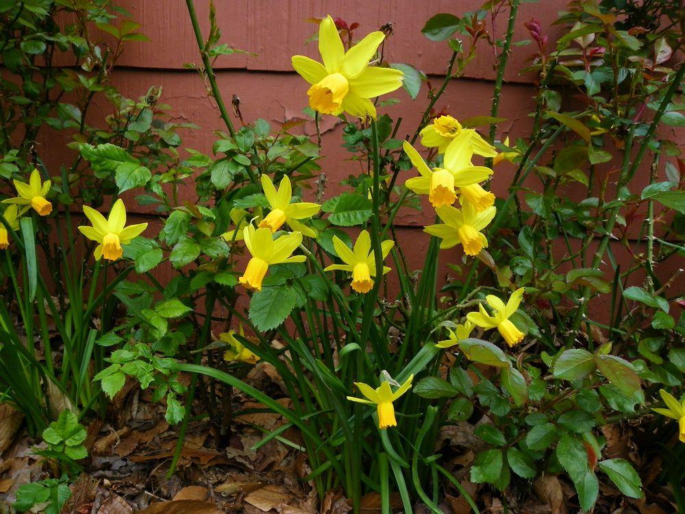 Photo of Cyclamineus Daffodil (Narcissus 'Itzim') uploaded by Newyorkrita