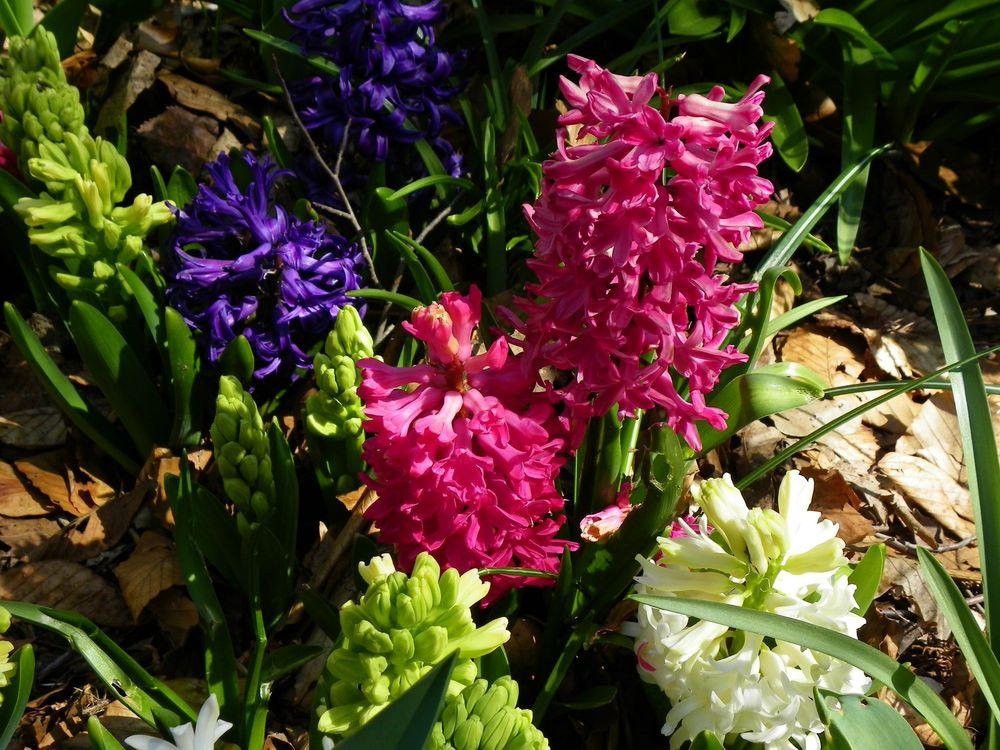 Photo of Hyacinths (Hyacinthus) uploaded by Newyorkrita
