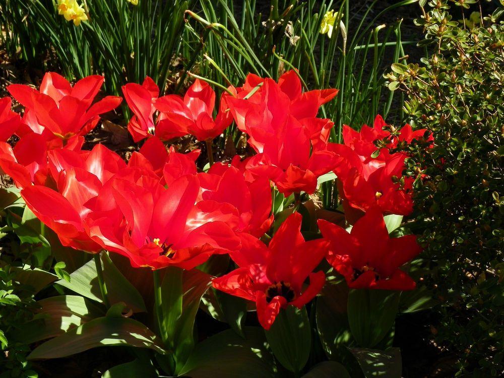 Photo of Tulip (Tulipa 'Madame Lefeber') uploaded by Newyorkrita