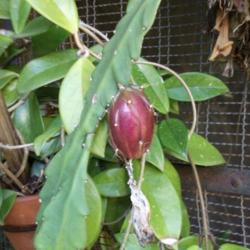Location: La Plata, Argentina
Date: 2011-02-05
This is a ripe seed pod of epiphyllum. It is reddish now. Ready t