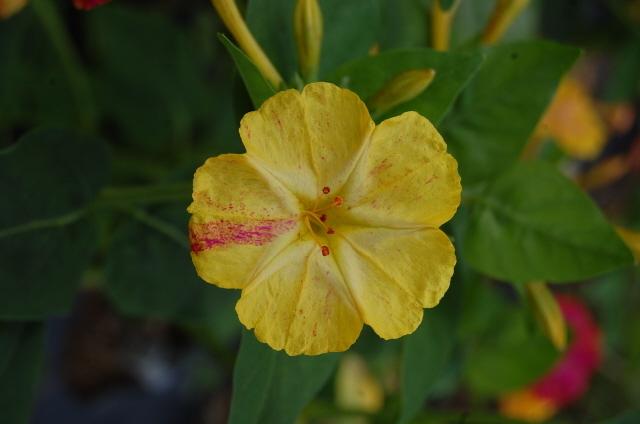 Photo of Four o'Clocks (Mirabilis jalapa 'Broken Colors') uploaded by pixie62560