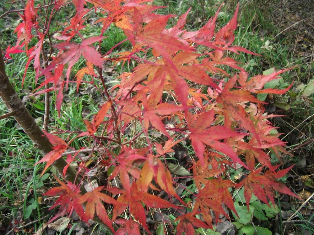 Photo of Japanese Maple (Acer palmatum 'Shin Deshojo') uploaded by Bonehead