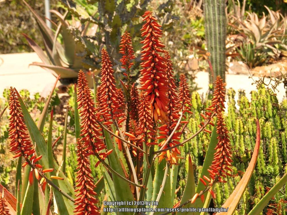 Photo of Aloes (Aloe) uploaded by plantladylin