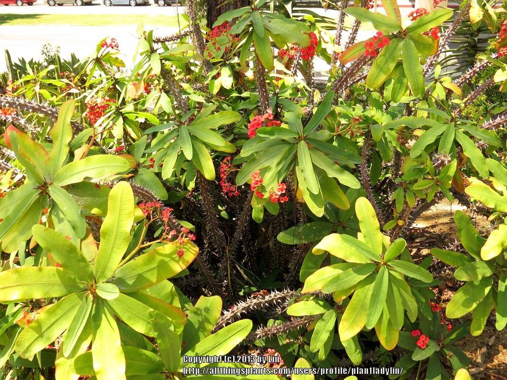 Photo of Crown of Thorns (Euphorbia milii) uploaded by plantladylin