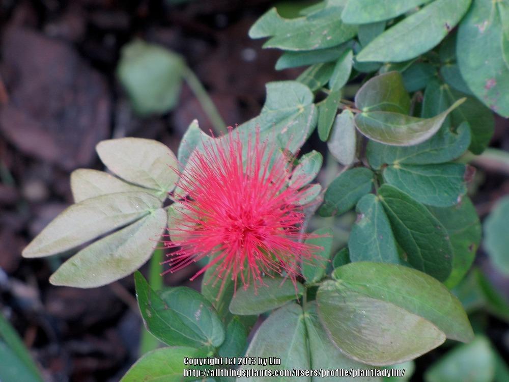 Photo of Pink Powderpuff (Calliandra tergemina var. emarginata) uploaded by plantladylin