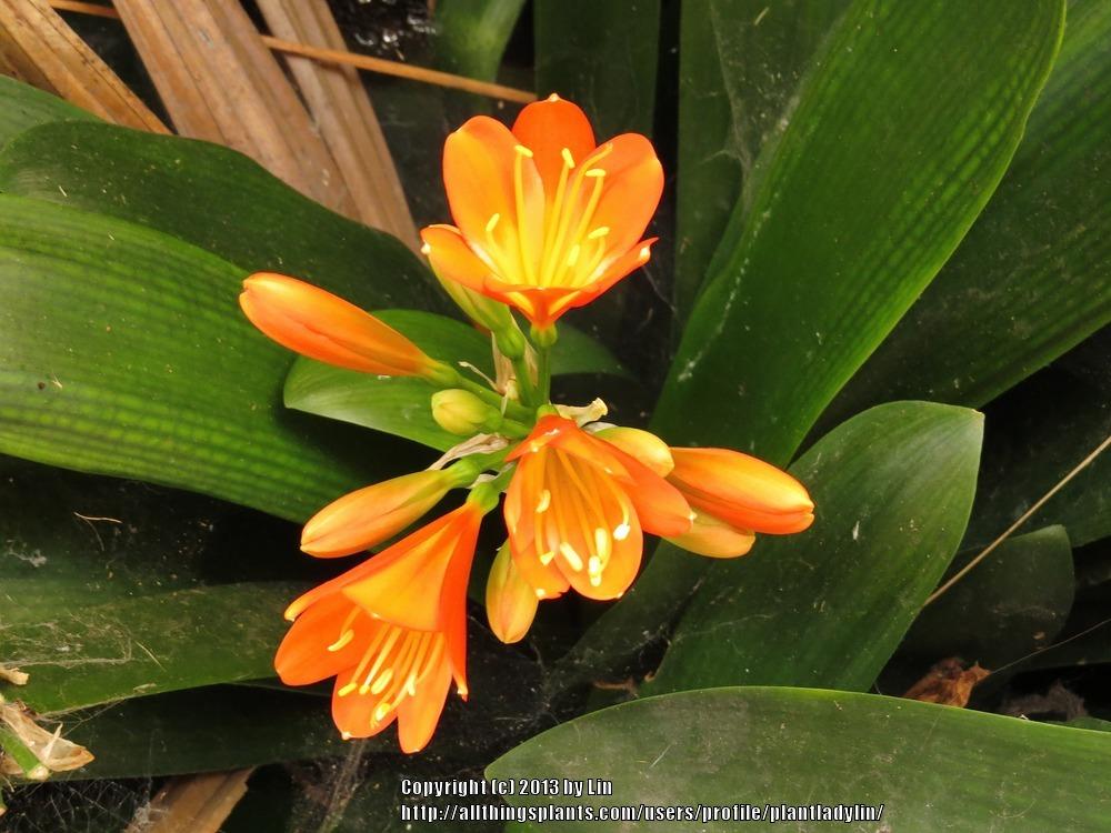 Photo of Clivias (Clivia) uploaded by plantladylin