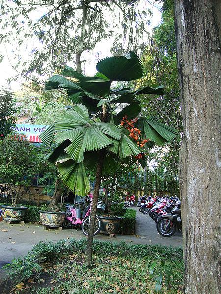 Photo of Ruffled Fan Palm (Licuala grandis) uploaded by robertduval14