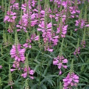 Photo of Obedient Plant (Physostegia virginiana 'Vivid') uploaded by vic