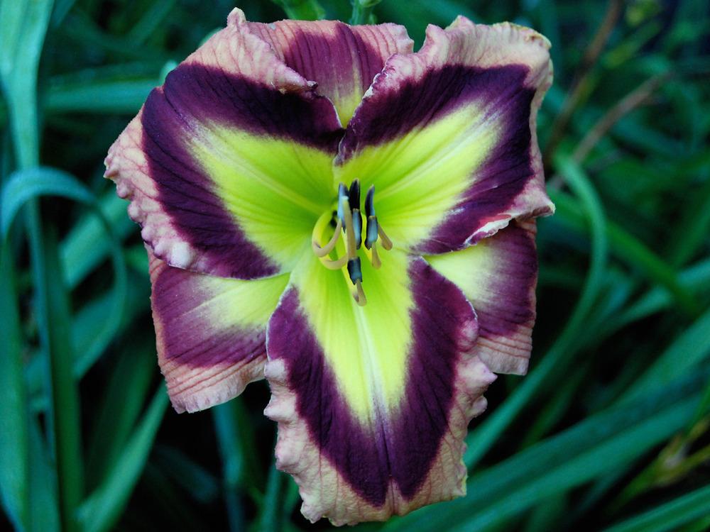 Photo of Daylily (Hemerocallis 'Jane's Prism') uploaded by vic