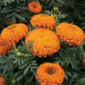 Photo of African Marigold (Tagetes erecta) uploaded by vic