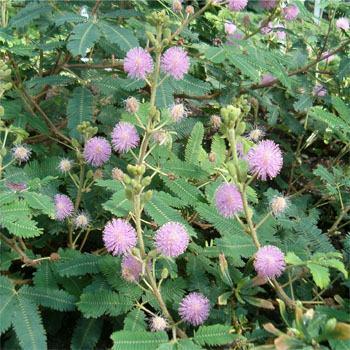 Photo of Sensitive Plant (Mimosa pudica) uploaded by vic