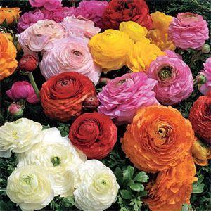 Photo of Persian Buttercup (Ranunculus asiaticus) uploaded by vic