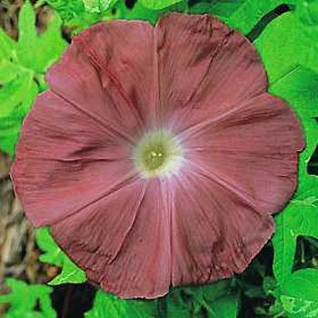 Photo of Morning Glory (Ipomoea nil 'Chocolate') uploaded by vic
