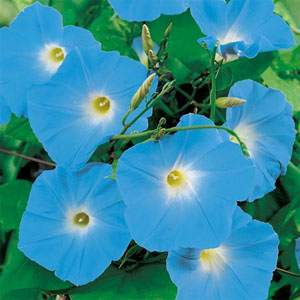 Photo of Morning Glory (Ipomoea tricolor 'Heavenly Blue') uploaded by vic