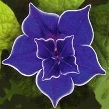 Photo of Japanese Morning Glory (Ipomoea nil 'Picotee Blue Single') uploaded by vic