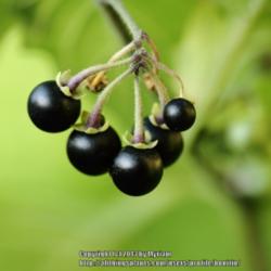 Location: My garden, Gent, Belgium
Date: 2013-09-29
Berries start green but turn to black when mature.
