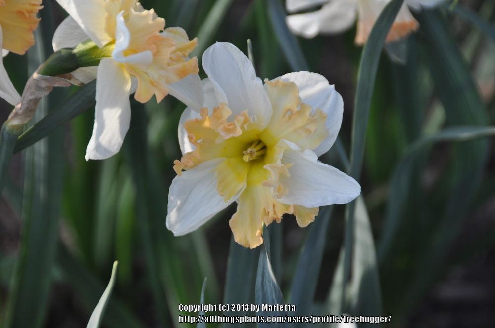 Photo of Split Cupped Collar Daffodil (Narcissus 'Taurus') uploaded by treehugger
