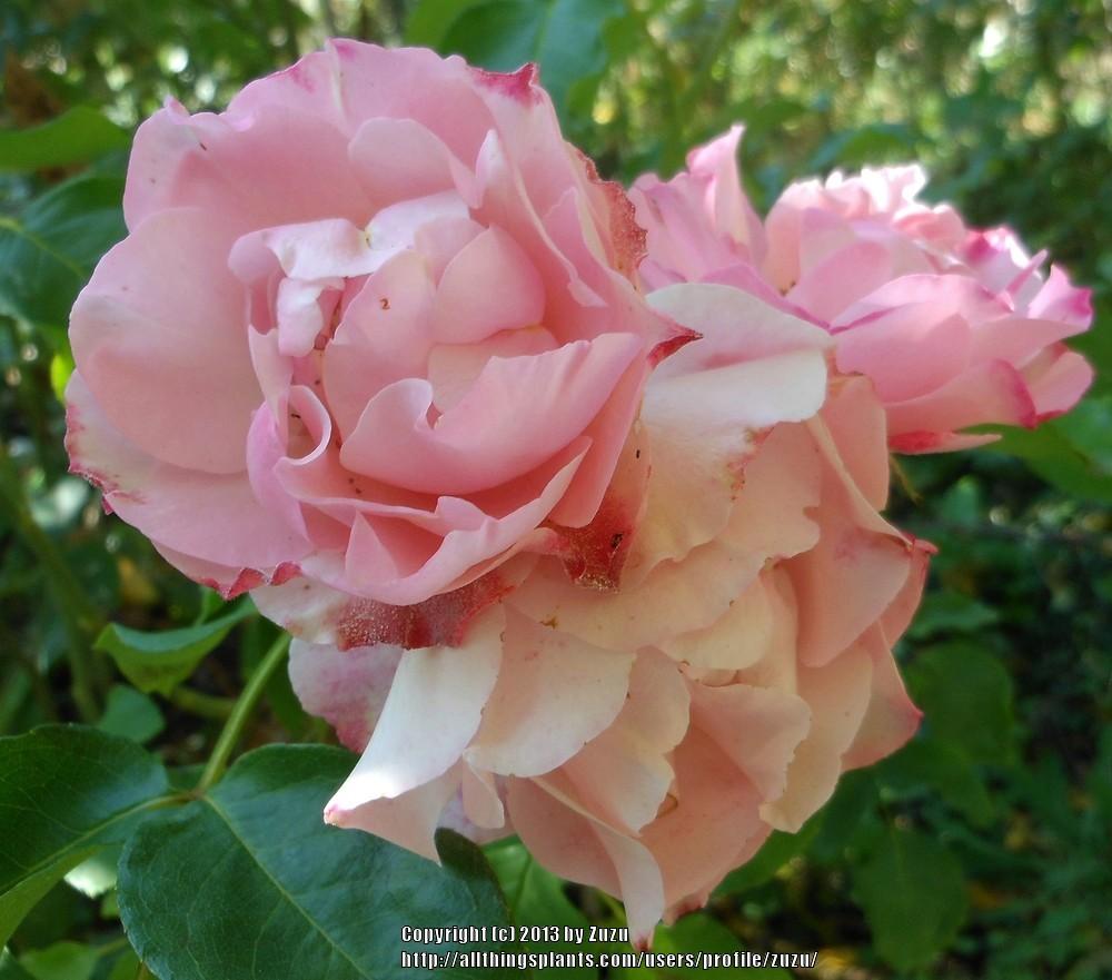 Photo of Rose (Rosa 'Sequoia Ballet') uploaded by zuzu