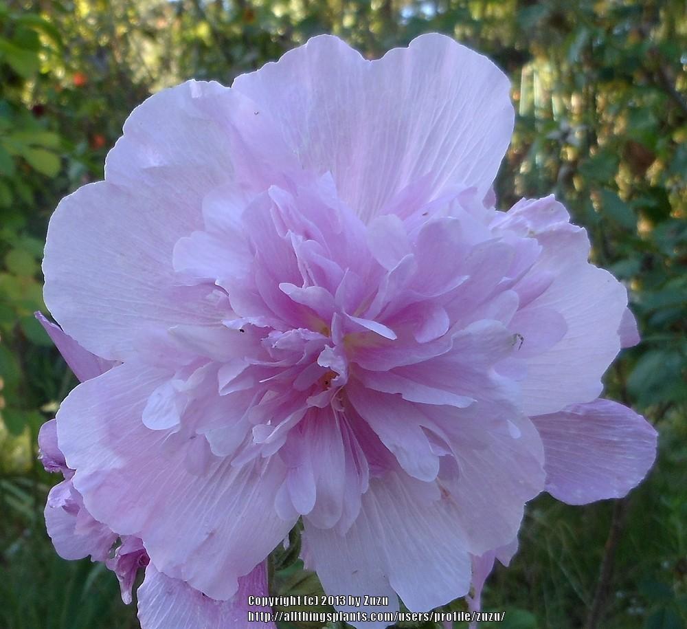 Photo of Hollyhock (Alcea rosea Spring Celebrities™ Lilac) uploaded by zuzu