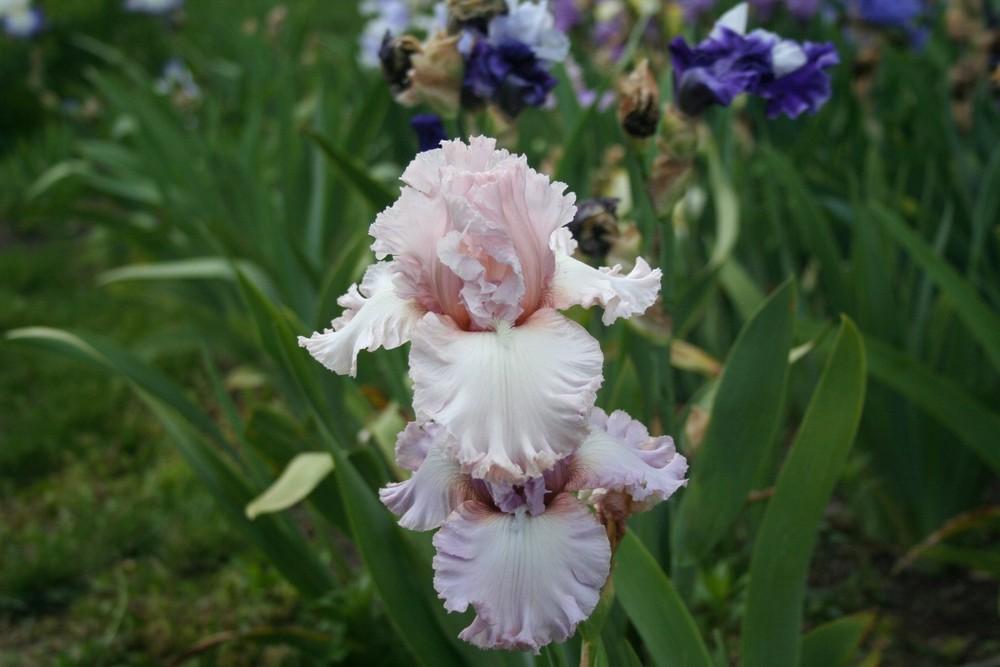 Photo of Tall Bearded Iris (Iris 'Magical Moment') uploaded by KentPfeiffer