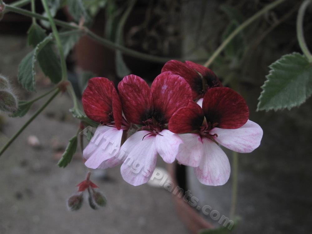 Photo of Storksbill (Pelargonium 'Splendide') uploaded by bootandall