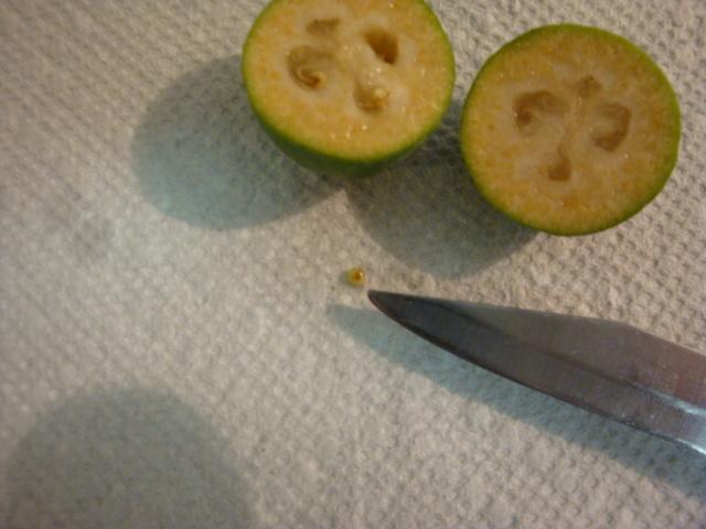Photo of Pineapple Guava (Feijoa sellowiana) uploaded by flaflwrgrl