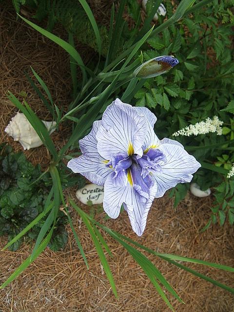 Photo of Japanese Iris (Iris ensata 'Crested Surf') uploaded by pirl