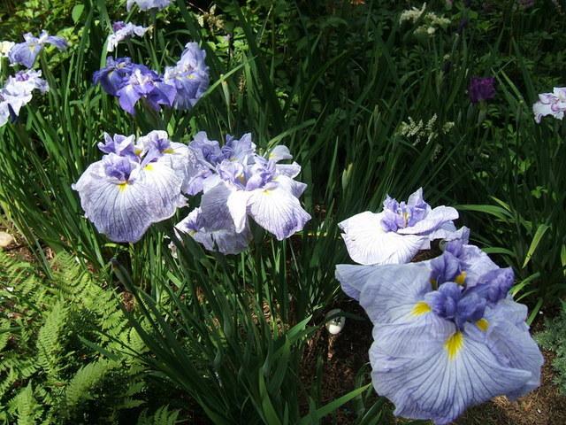 Photo of Japanese Iris (Iris ensata 'Crested Surf') uploaded by pirl