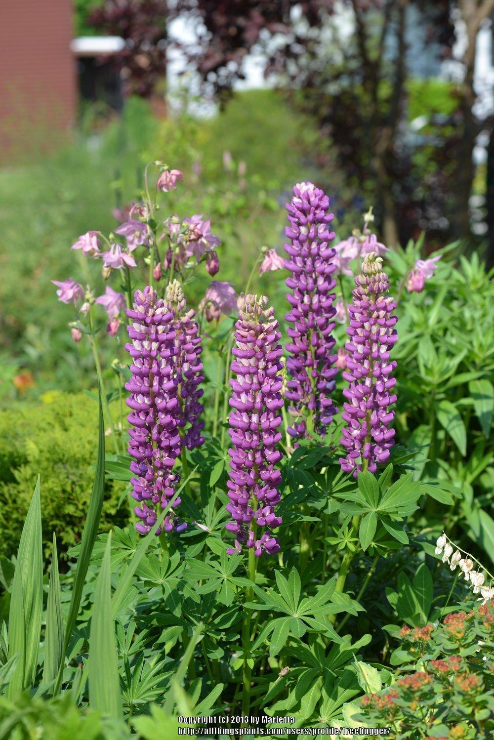 Photo of Russell Lupine (Lupinus regalis) uploaded by treehugger
