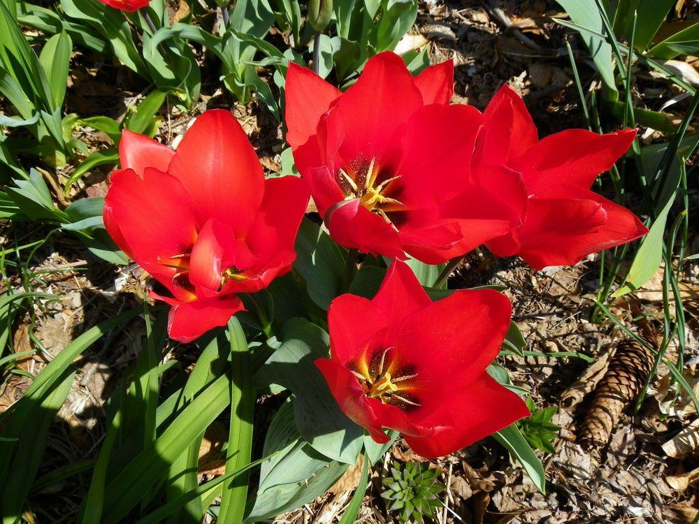 Photo of Waterlily Tulip (Tulipa kaufmanniana 'Showwinner') uploaded by Newyorkrita