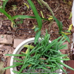 Location: Plano, TX
Date: 2013-10-29
Leaf comparison of Lycoris radiata (Red spider lilies) at the bot