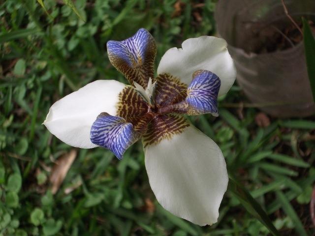 Photo of Walking Iris (Trimezia gracilis) uploaded by ceci