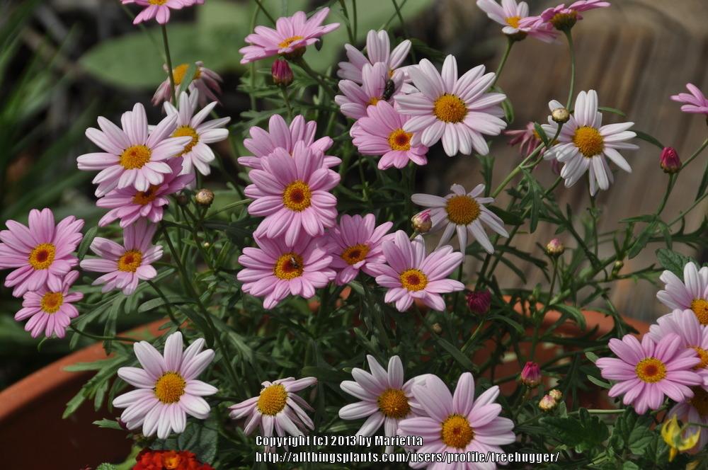 Photo of Marguerite Daisy (Argyranthemum frutescens Molimba®  Pink) uploaded by treehugger