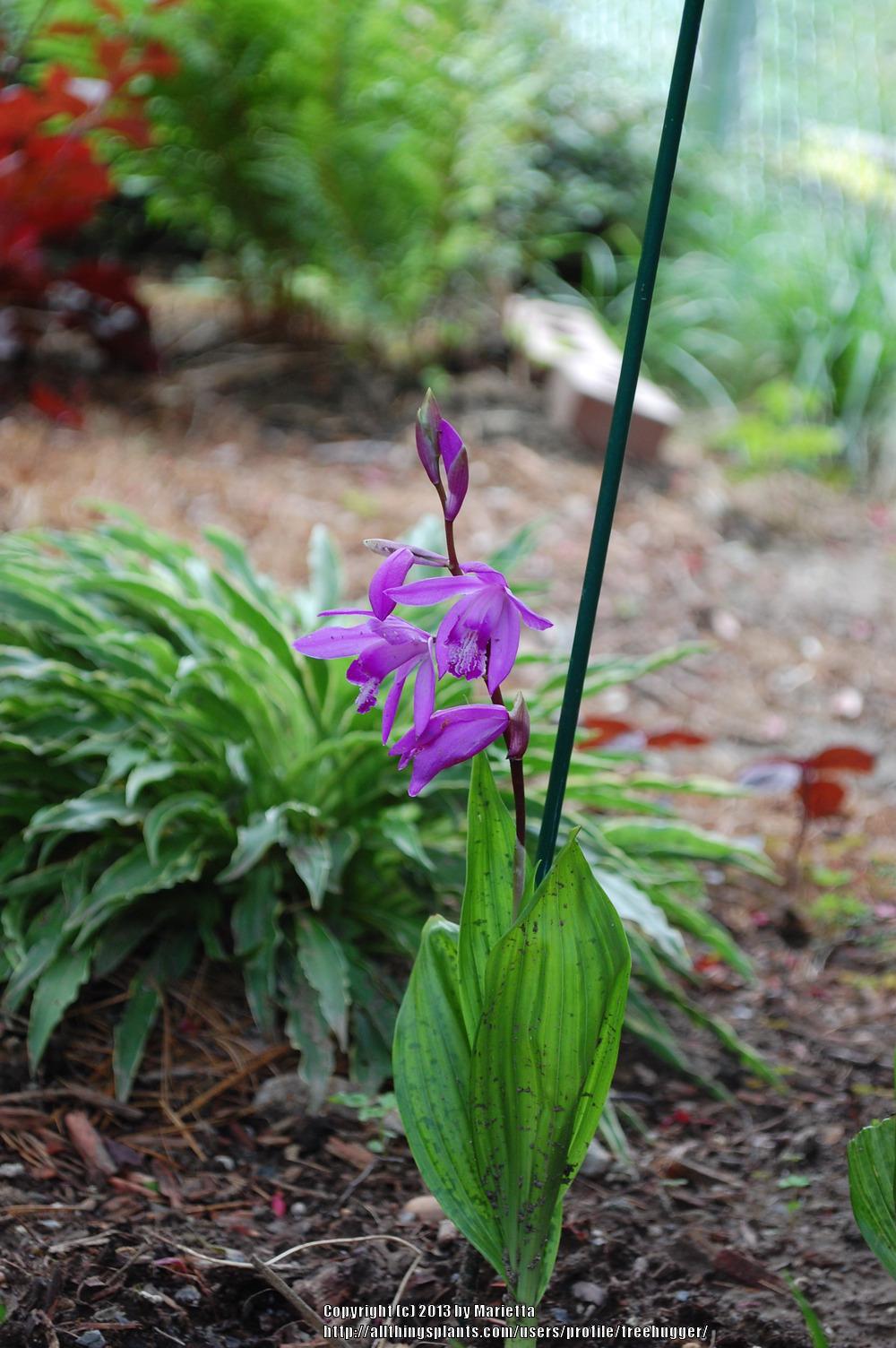 Photo of Chinese Ground Orchid (Bletilla striata) uploaded by treehugger