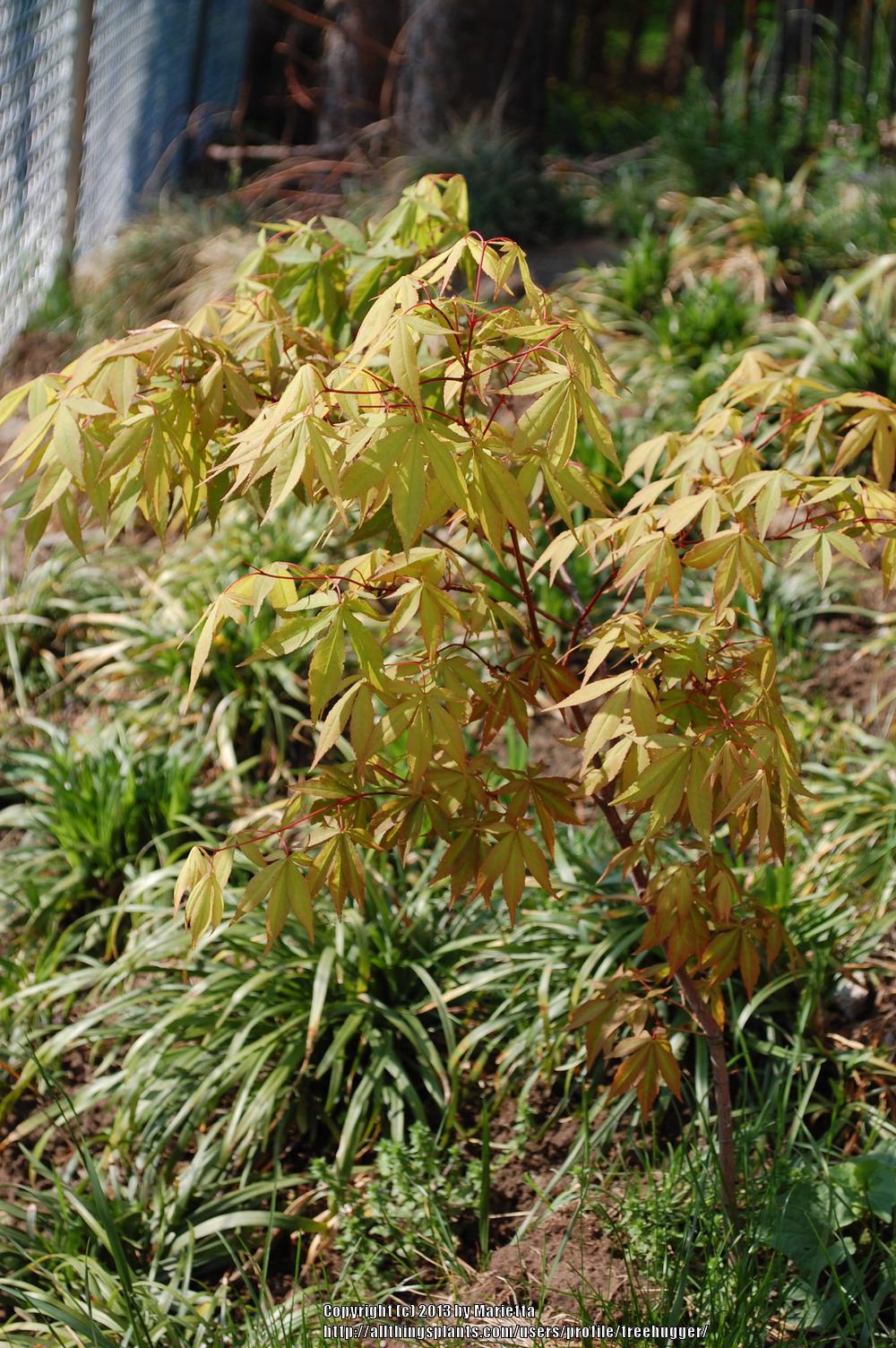 Photo of Japanese Maple (Acer palmatum) uploaded by treehugger