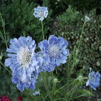 Photo of Pincushion Flower (Lomelosia caucasica 'Perfecta Blue') uploaded by vic