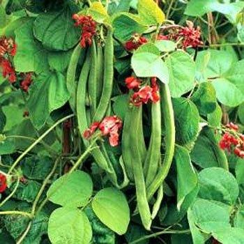 Photo of Runner Bean (Phaseolus coccineus) uploaded by vic