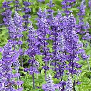 Photo of Mealycup Sage (Salvia farinacea) uploaded by vic