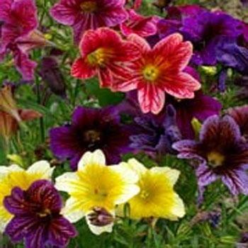 Photo of Painted Tongue (Salpiglossis sinuata) uploaded by vic
