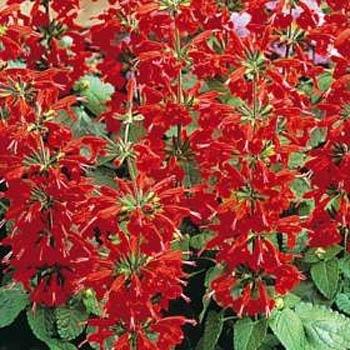 Photo of Salvia (Salvia coccinea Summer Jewel™ Red) uploaded by vic