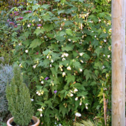
Date: 2013-10-29
Planted from 1 gal. in the spring, now about 3.5 ft. tall and wid